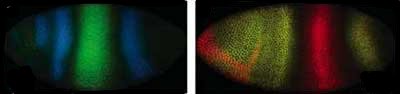 Bild des Projekts Adaptive Wavelet-Frame-Methoden für Operatorgleichungen