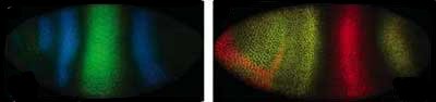 Bild des Projekts Adaptive Wavelet-Frame-Methoden fr Operatorgleichungen