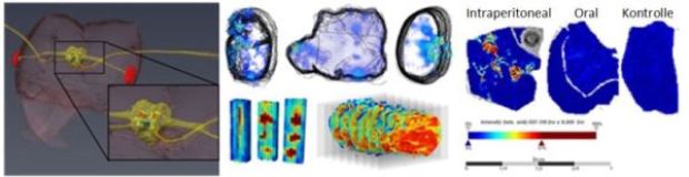 Bild des Projekts MALDI Imaging Lab  Ein interdisziplinres Gertezentrum zur Akquise und Analyse von Daten der bildgebenden Massenspektrometrie